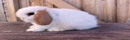 Mini Lop rabbits for sale: Show bloodline mini lop babies for reserve  - Advert 8