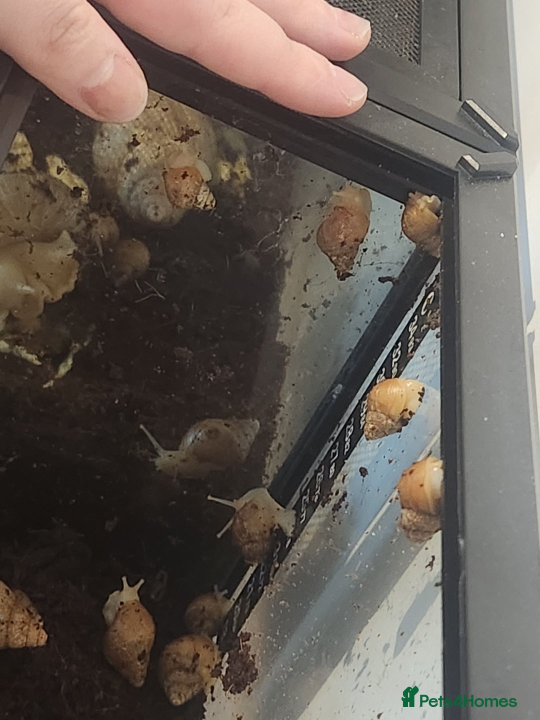 Snails invertebrates for sale: Giant African Land Snails - Advert 3