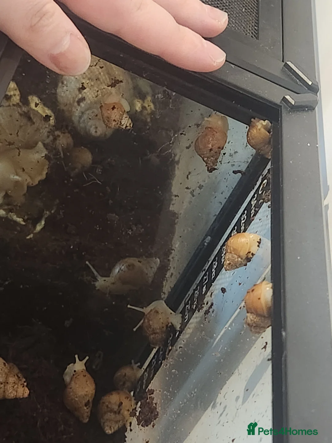 Snails invertebrates for sale: Giant African Land Snails - Advert 3