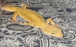 Leopard Gecko reptiles for sale: Female Leopard Gecko!  - Image 2