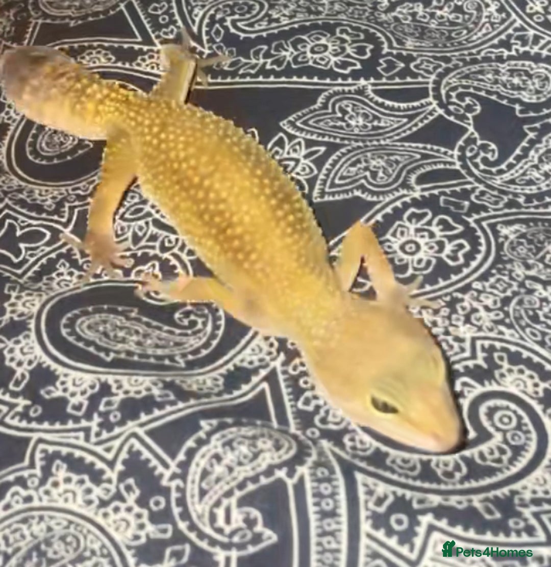 Leopard Gecko reptiles for sale: Female Leopard Gecko!  - Image 2