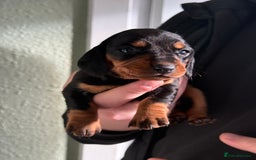 Dachshund dogs for sale: Beautiful standard dachshund puppies ❤️ - Image 18