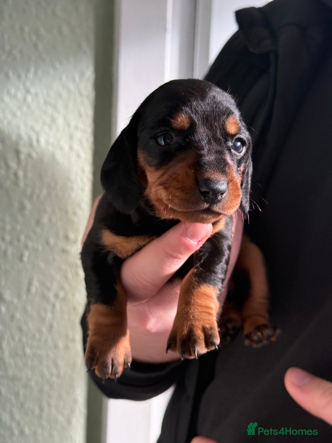 Dachshund dogs for sale: Beautiful standard dachshund puppies ❤️ - Image 18