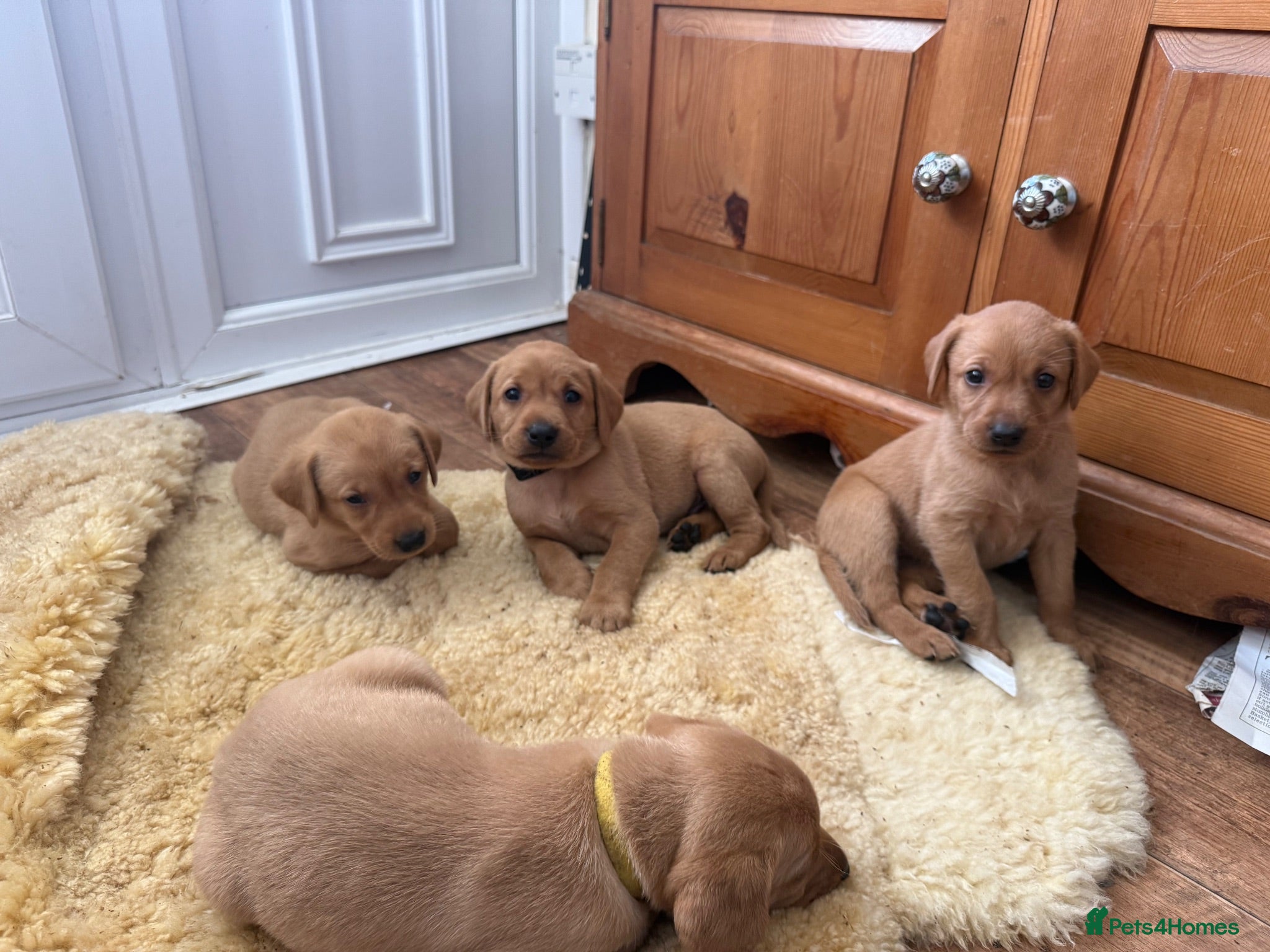 Labrador Retriever dogs Beautiful fox red Labrador puppies  - Advert 14