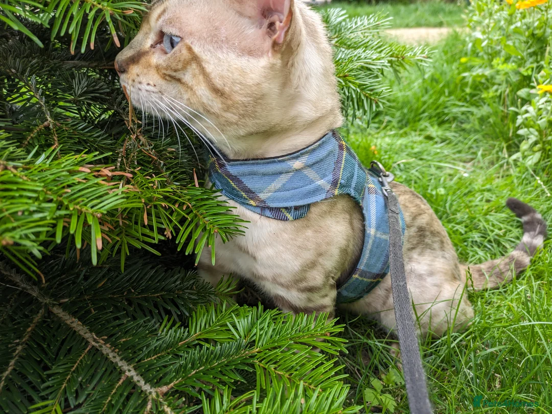 Bengal cats for stud: AMAZING SNOW LYNX STUD BENGAL TICA reg  in Harlow - Advert 35