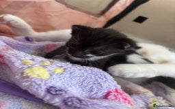 Mixed Breed cats for sale: Kittens for rehoming  - Advert 5