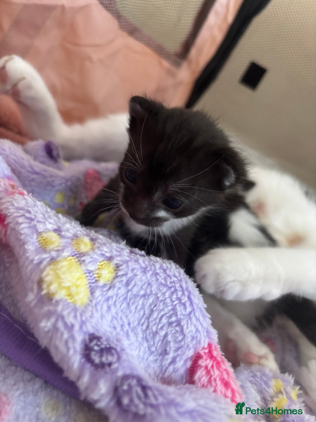 Mixed Breed cats for sale: Kittens for rehoming  - Advert 5