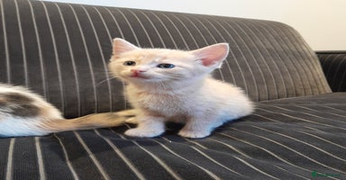 Mixed Breed cats - Advert 9