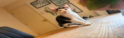 Domestic Shorthair cats for sale: STILL AVAILABLE- 2 black and white kittens  - Advert 8
