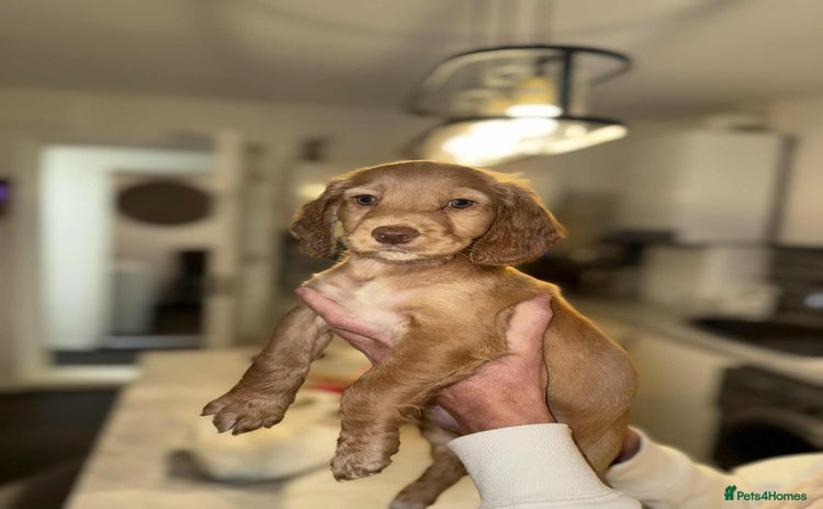 Cocker Spaniel dogs - Advert 5