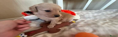 Pomapoo 