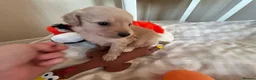 Mixed Breed dogs for sale: Pomapoos  - Advert 10