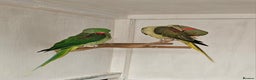 Parakeets birds for sale: Proven pair alexandraine  - Advert 2