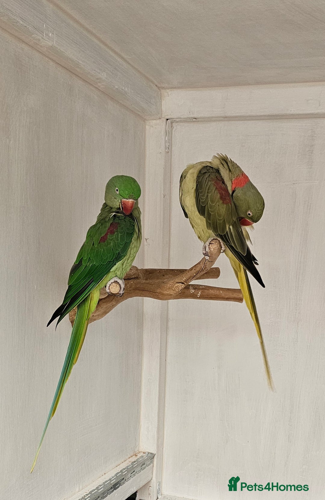 Parakeets birds for sale: Proven pair alexandraine  - Advert 2