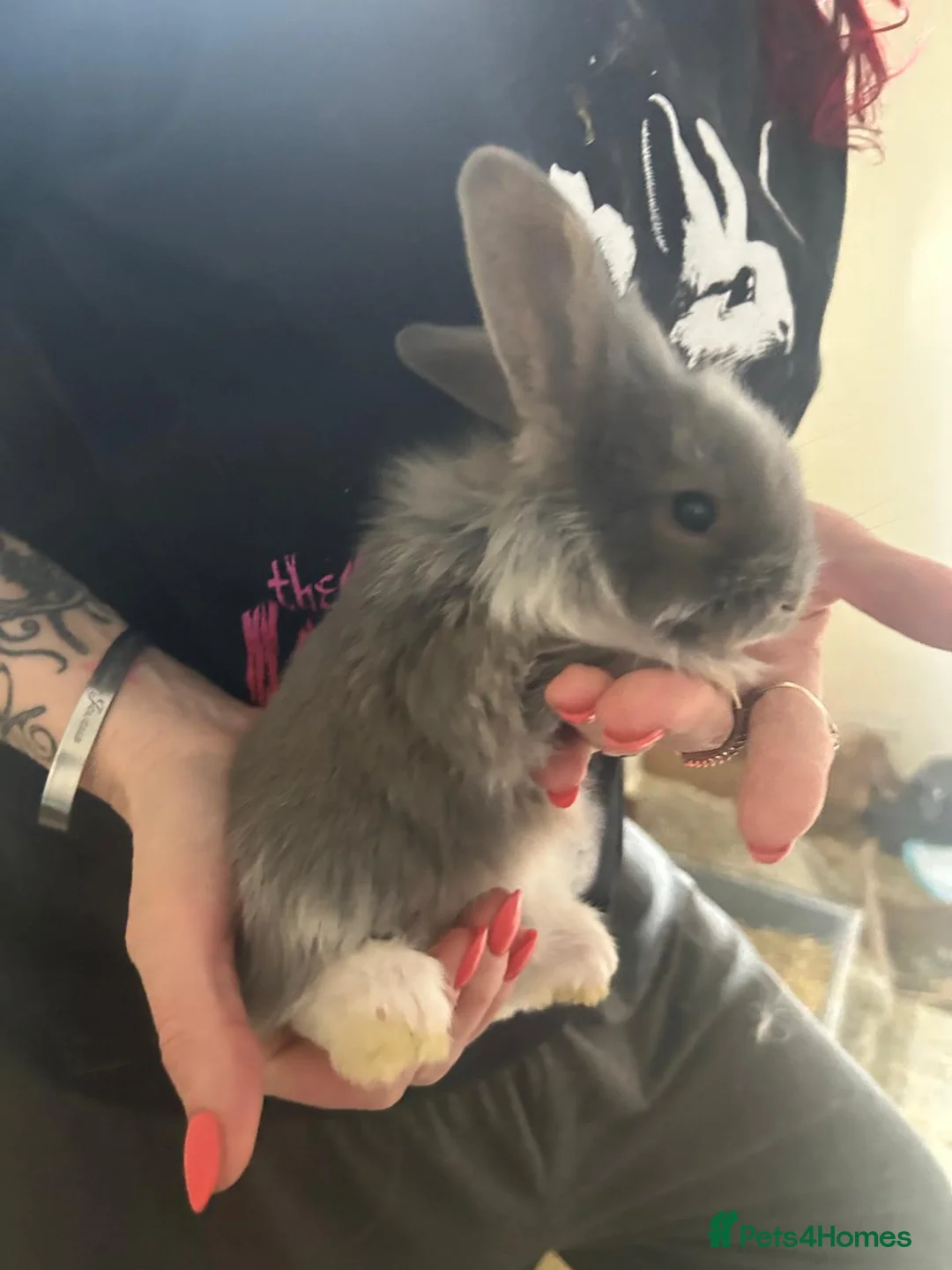 Mini Lion Lop rabbits for sale: 6 mini lion head lop eared rabbits. Boys and girls - Advert 2