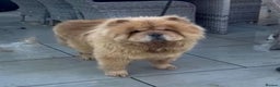 Chow Chow dogs for sale: Chow chow female looking new home - Advert 4