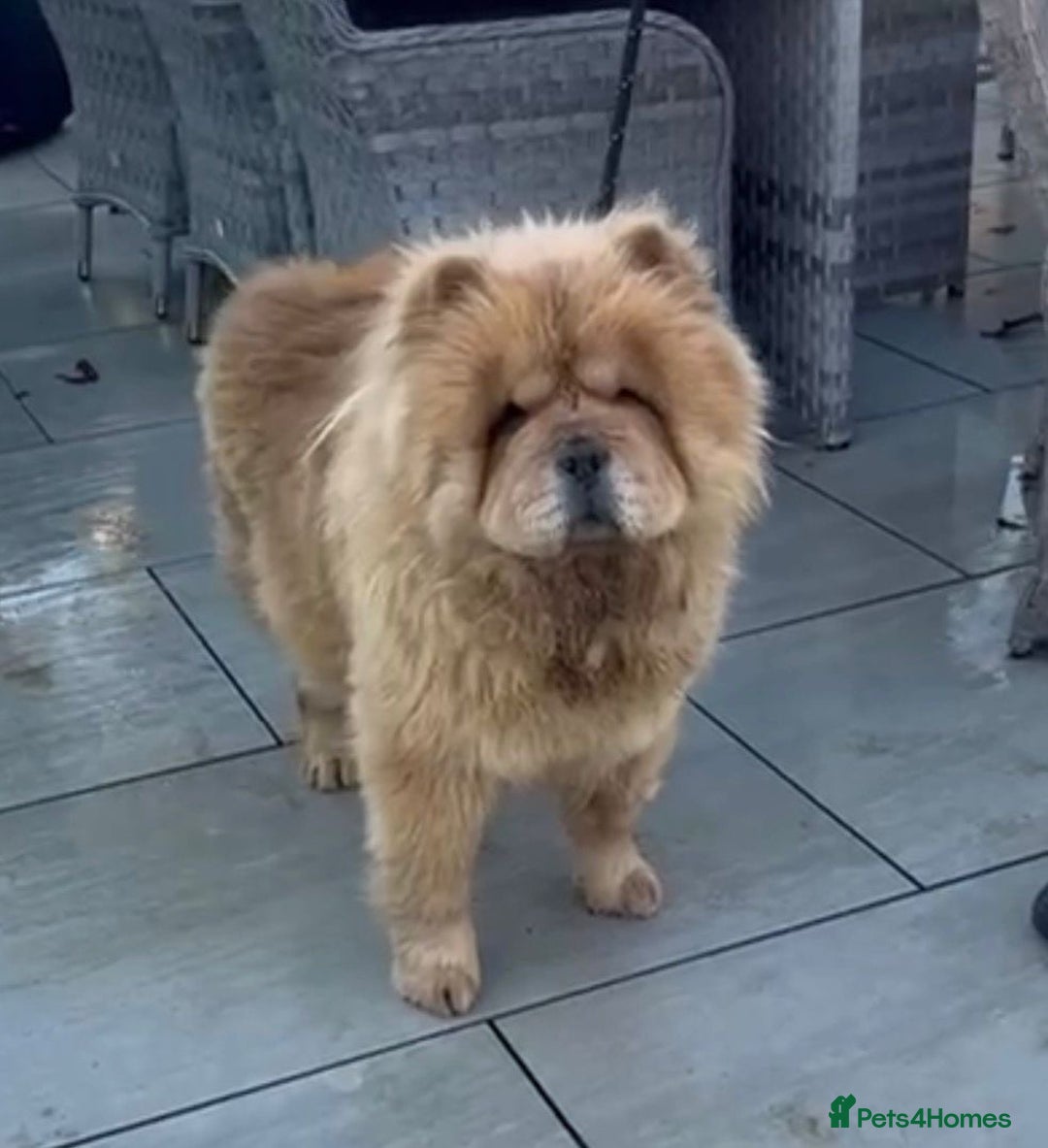 Chow Chow dogs for sale: Chow chow female looking new home - Advert 4