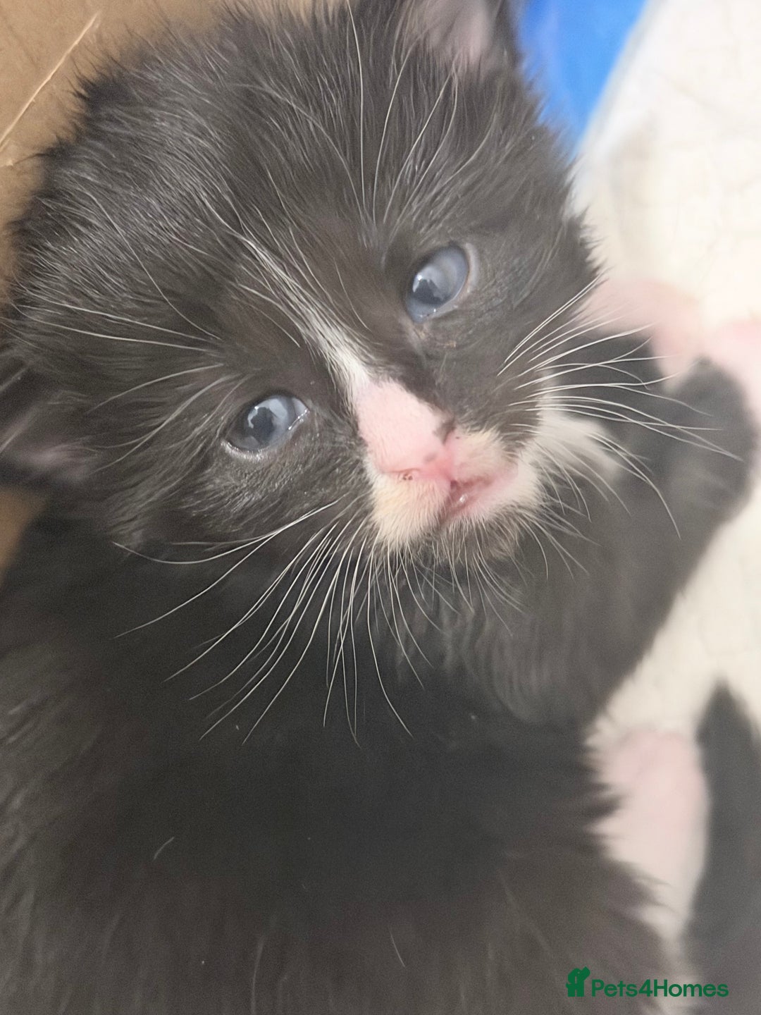 Maine Coon cats for sale: TICA reg adorable Maine Coon baby kittens  - Advert 18