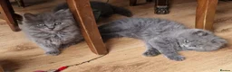 British Longhair cats for sale: Gorgeous British Blue longhair kittens - Advert 25