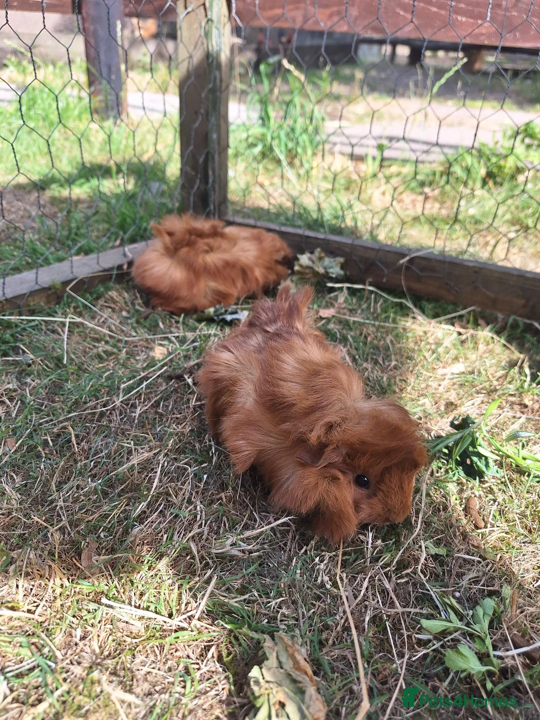 Guinea Pig rodents for sale: Two male guinea pigs, long haired - Advert 2