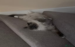 Ragdoll cats for sale: 3 Year Old Beautiful Female Ragdoll  - Image 2