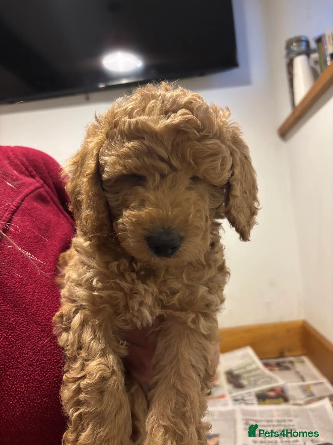 Sproodle dogs for sale: Gorgeous Black F1b miniature Sproodle - Advert 8