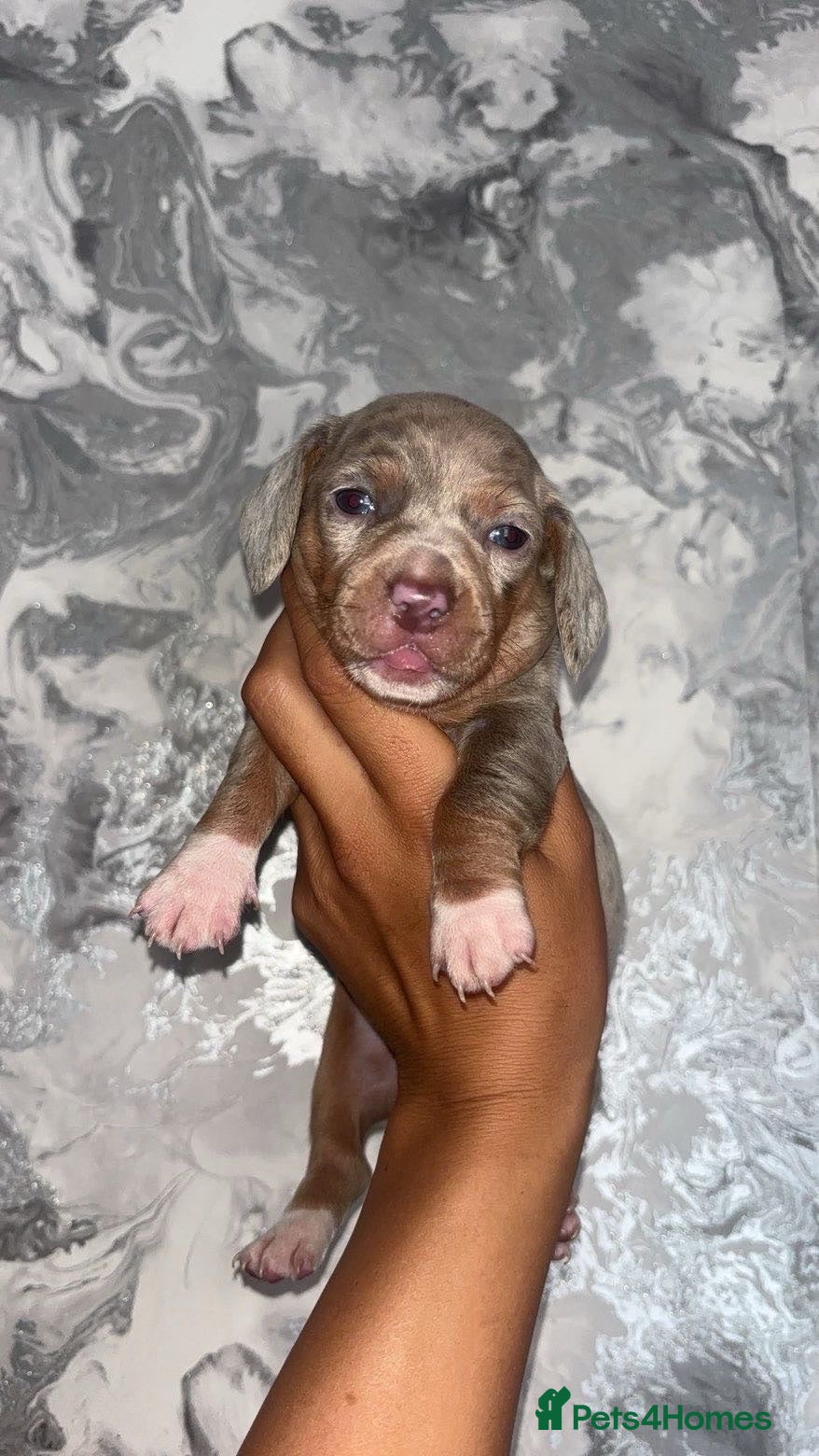 Miniature Dachshund dogs 5 KC REG TOP BLOODLINE mini dachshunds🔥 - Advert 19
