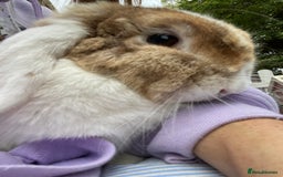 Mini Lop rabbits for sale: Sweet Mini Lop Male 2.5yrs old - Image 1