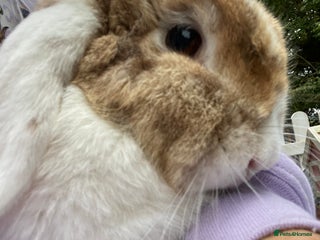 Mini Lop rabbits for sale: (Pending Collection 21/11) Sweet Mini Lop Boy 3 yr - Advert 1