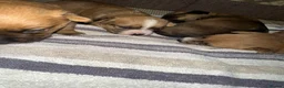 Mixed Breed dogs for sale: Stunning puppies for sale 😍 x in Leeds - Advert 7