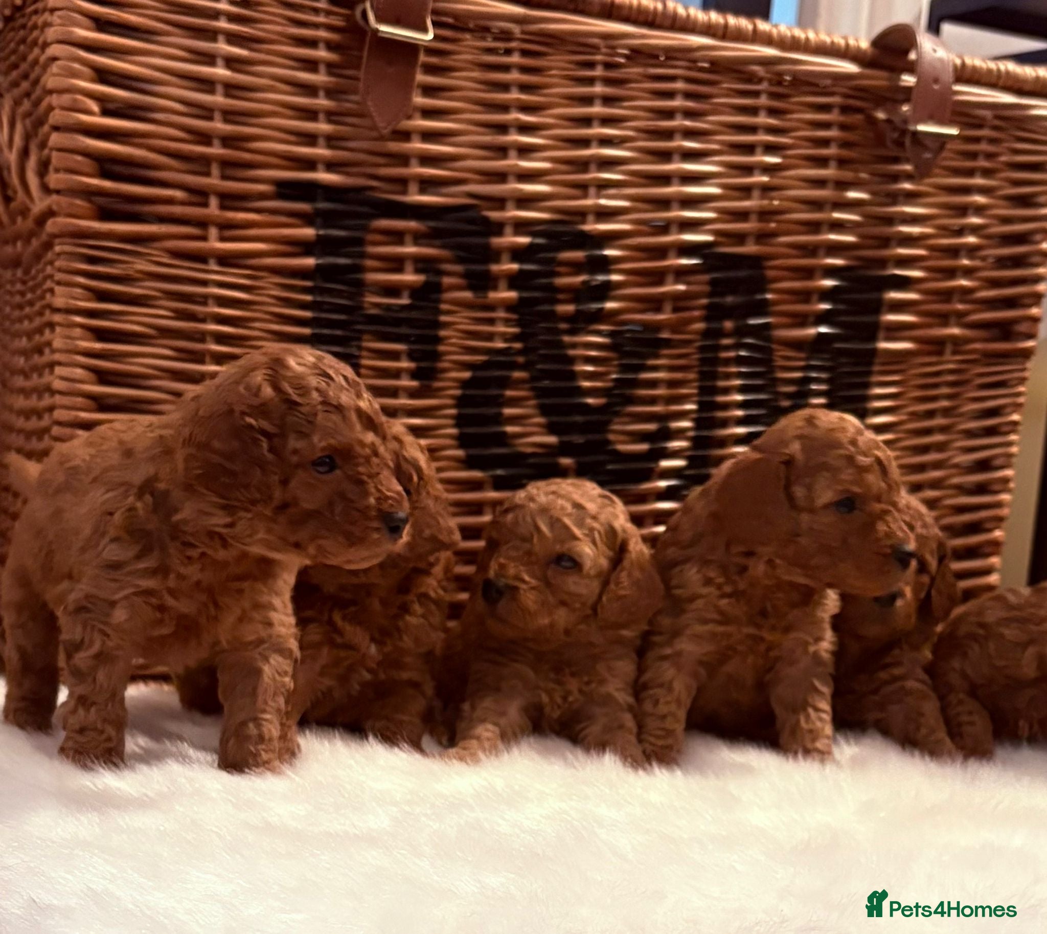 Cavapoo dogs  Outstanding Deep Red Toy Cavapoo Puppies 🐾 - Advert 1