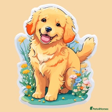 Golden Retriever dogs ***WANTED*** Golden Retriever  - Advert 9