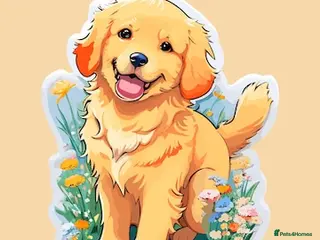 Golden Retriever dogs ***WANTED*** Golden Retriever - Advert 9