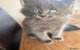 Ragdoll cats for sale: Ragdol kittens - Image 7