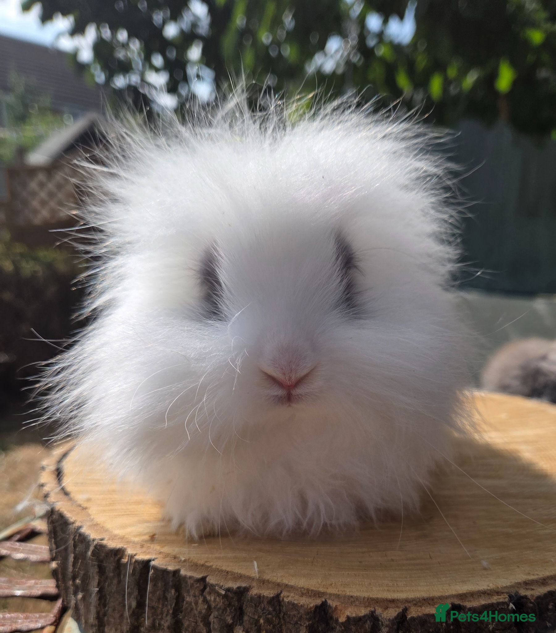 Angora rabbits  teddywidders babys  boys & girls to reserve  - Advert 1