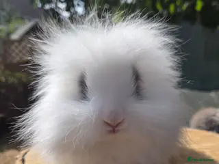 Angora rabbits teddywidders babys boys & girls to reserve - Advert 1