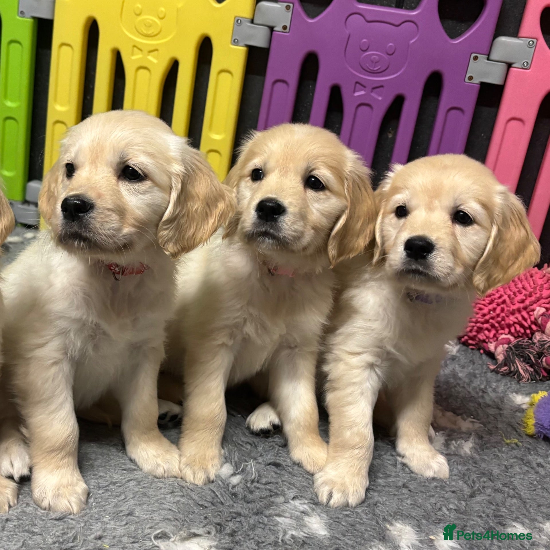 Golden Retriever dogs Beautiful Kc registered Golden Retriever puppies  - Advert 1