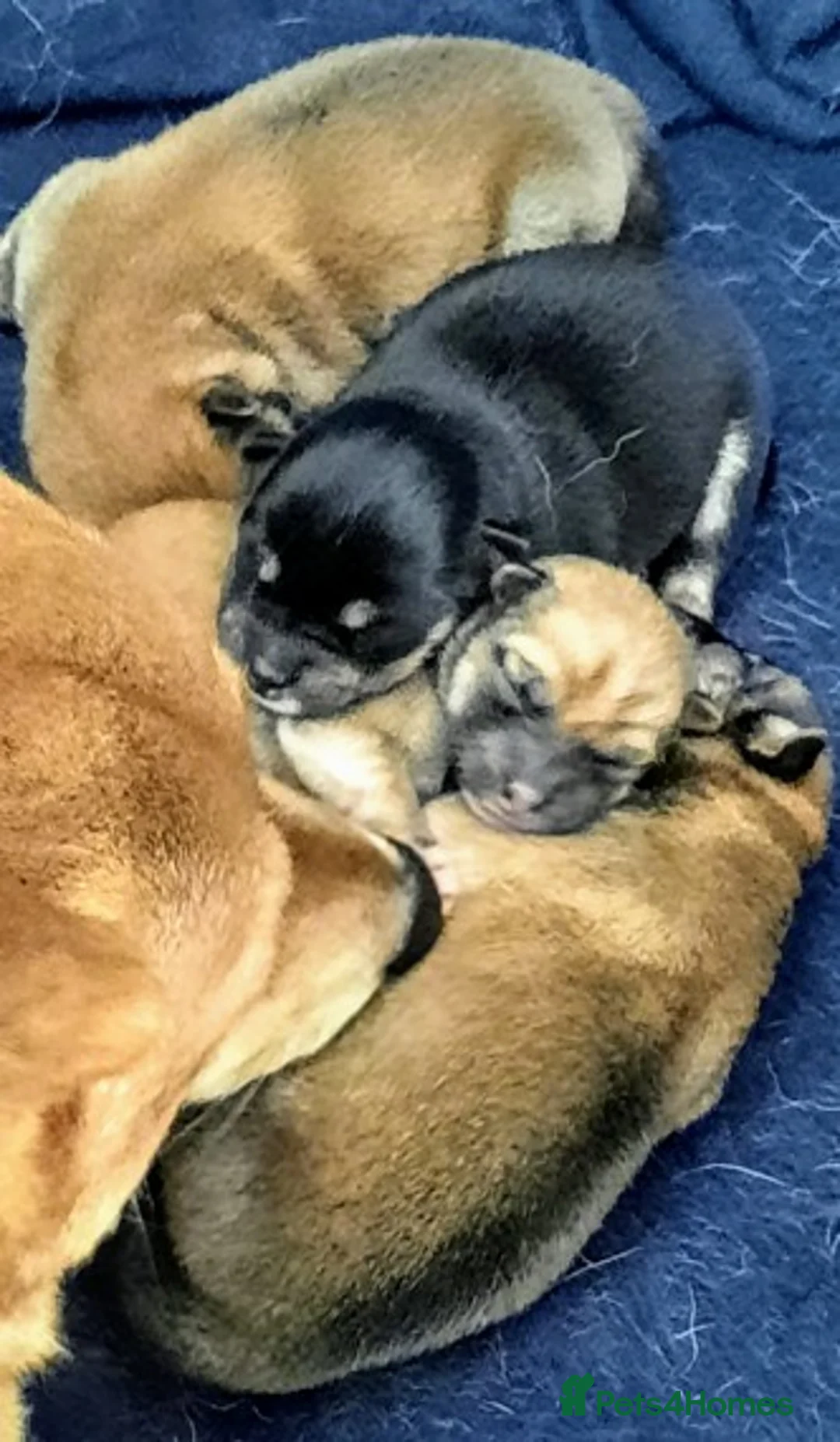 Japanese Shiba Inu dogs for stud: Japanese Shiba Inu in Swansea - Advert 2