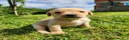 Labrador Retriever dogs for sale: Quality KC Fox Red Labradors  - Advert 23