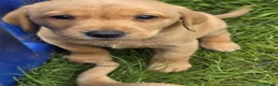 Labrador Retriever dogs for sale: Fox red Labrador puppys kc registered  - Advert 6