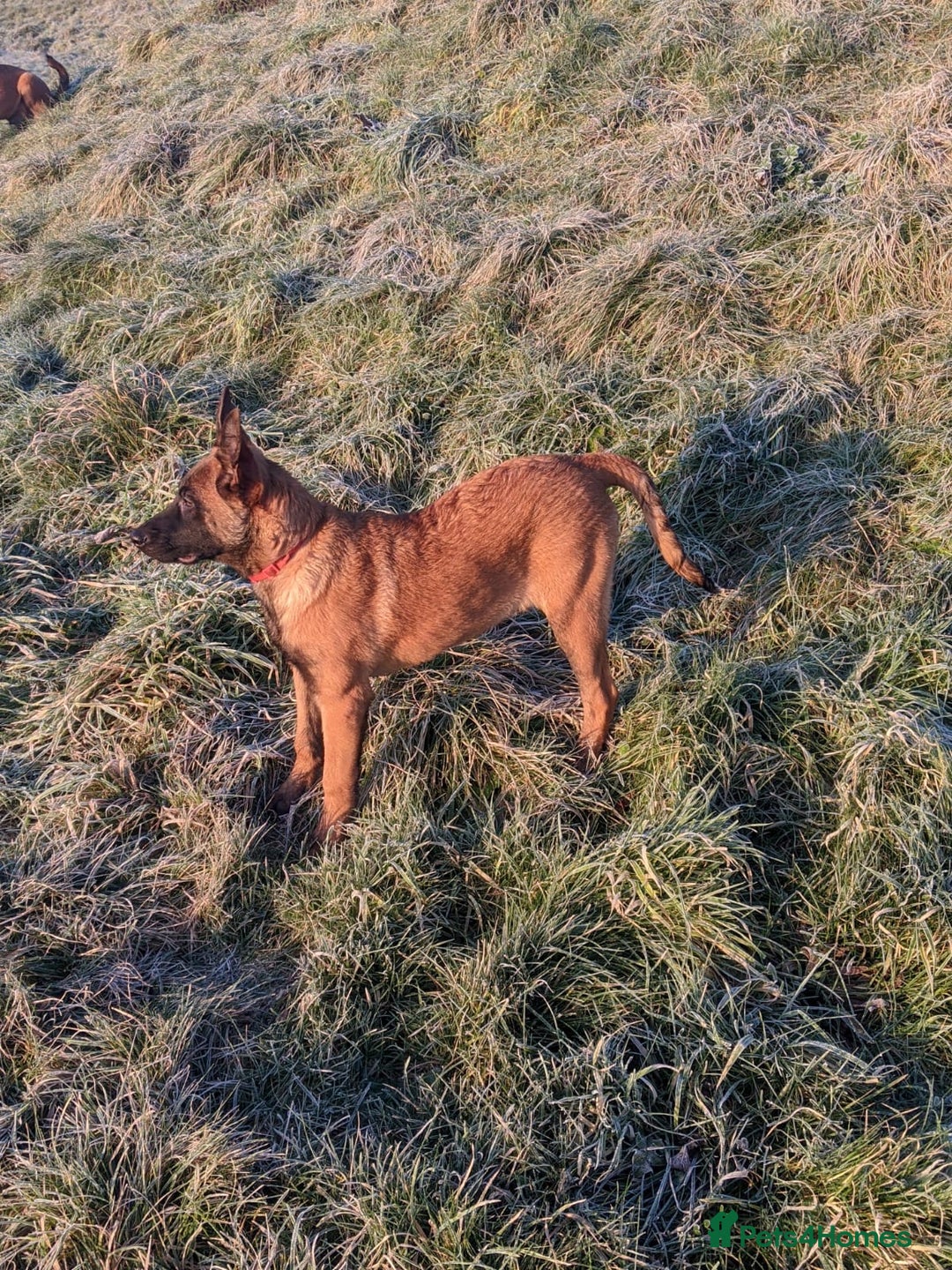 Belgian Shepherd Dog dogs for sale: Belgian Shepherd (Malinois) - Advert 2