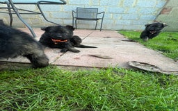 German Shepherd dogs for sale: 10 amazing german shepherd puppies - Advert 22