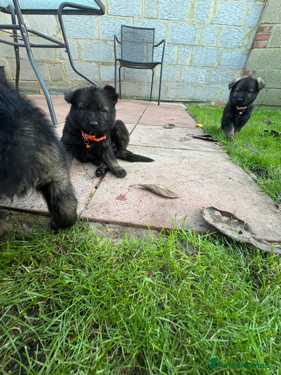 German Shepherd dogs for sale: 10 amazing german shepherd puppies - Advert 22