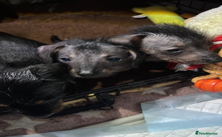 Dachshund dogs - Advert 10