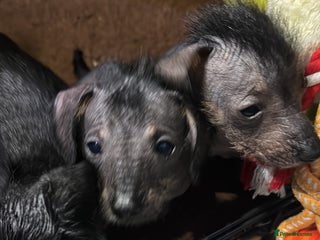 Dachshund dogs - Advert 23