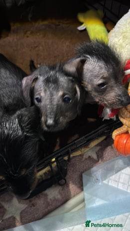 Dachshund dogs - Advert 1