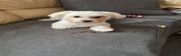 Bichon Frise dogs for sale: Sweet & Loving Bichon Frise Girl Looking for home  - Advert 8