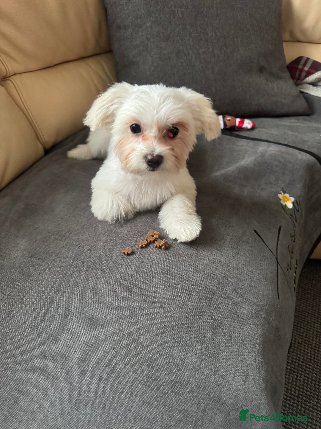 Bichon Frise dogs for sale: Sweet & Loving Bichon Frise Girl Looking for home  - Advert 8