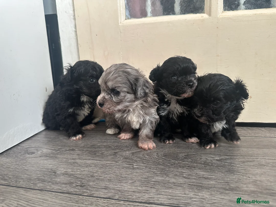 Maltipoo dogs for sale: F1 Toy Maltipoos - Advert 33