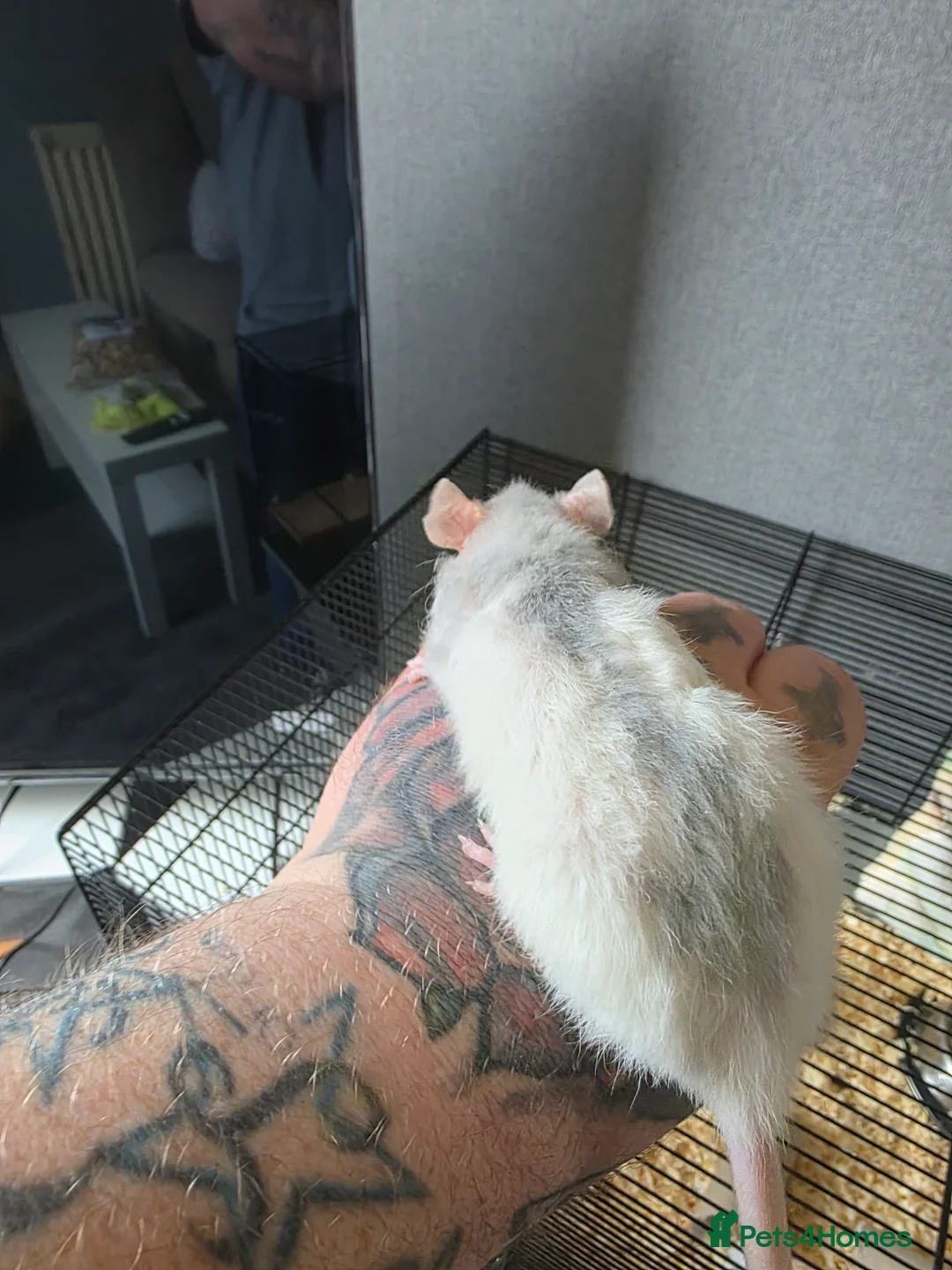 Rat rodents for sale: Baby rats  - Advert 2